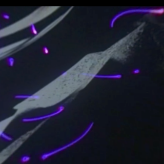 Baltic Shadows @ MAPP_MTL (2025)